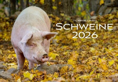 Schweine Monatskalender 2026