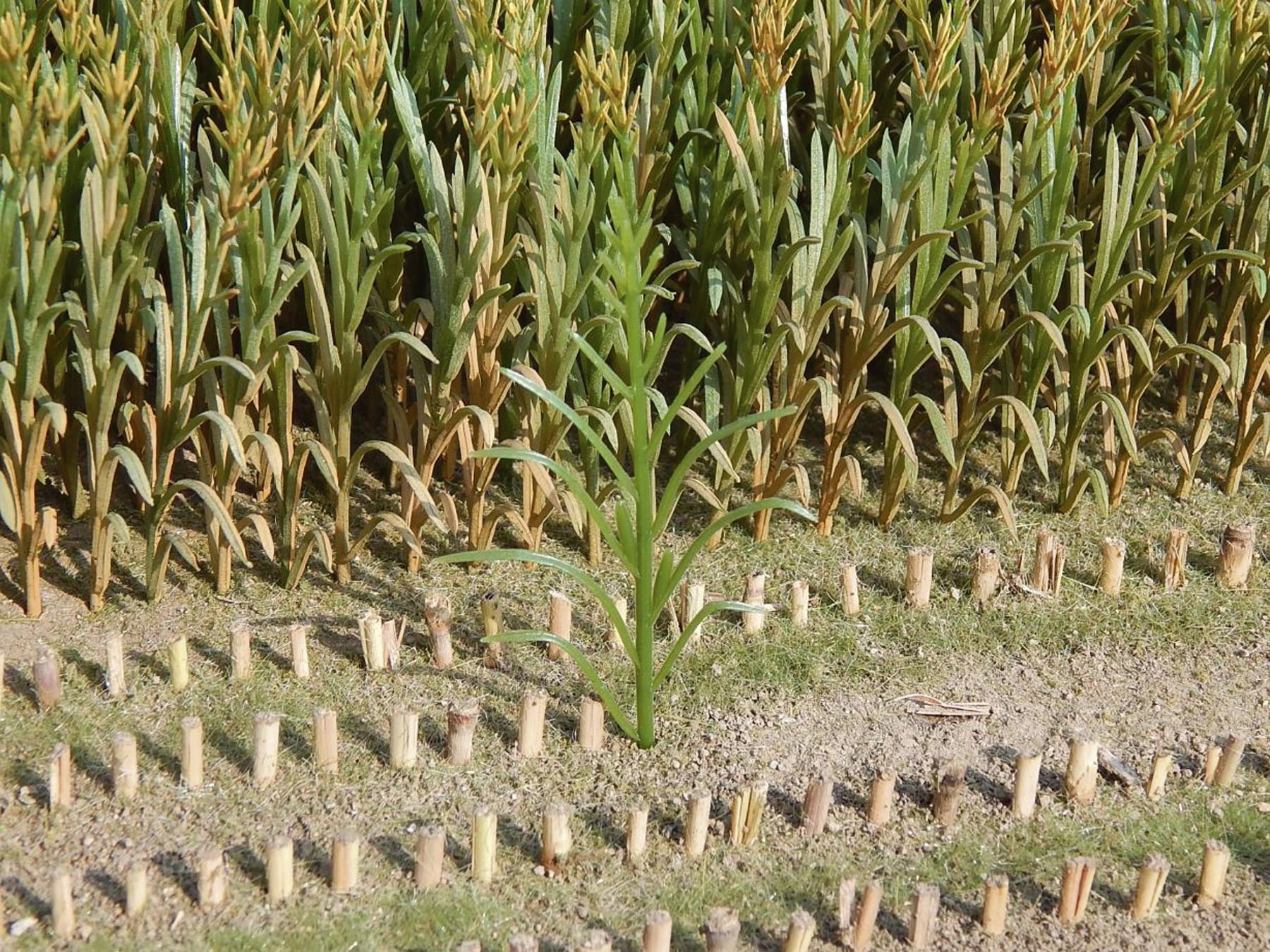 Maispflanzen grün 50 Stck. Modell von Juweela 1:32