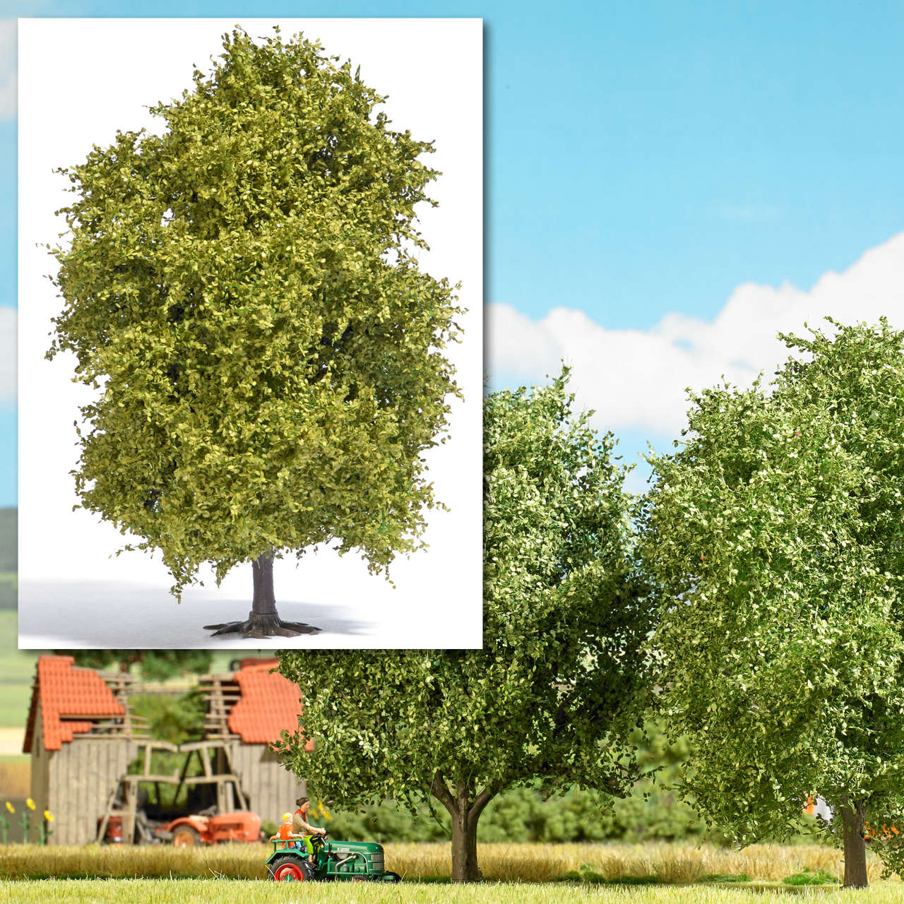 1 Buche 12,5 cm Frühling-1