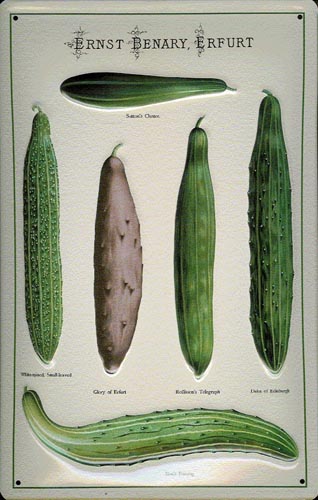 Blechschild „Ernst Benary, Erfurt“ „Gurken“