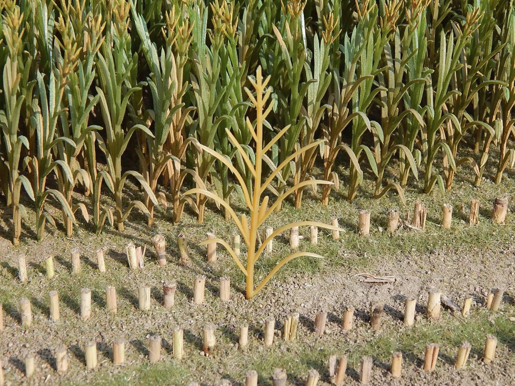 Maispflanzen hellbraun 50 Stck. Modell von Juweela 1:32