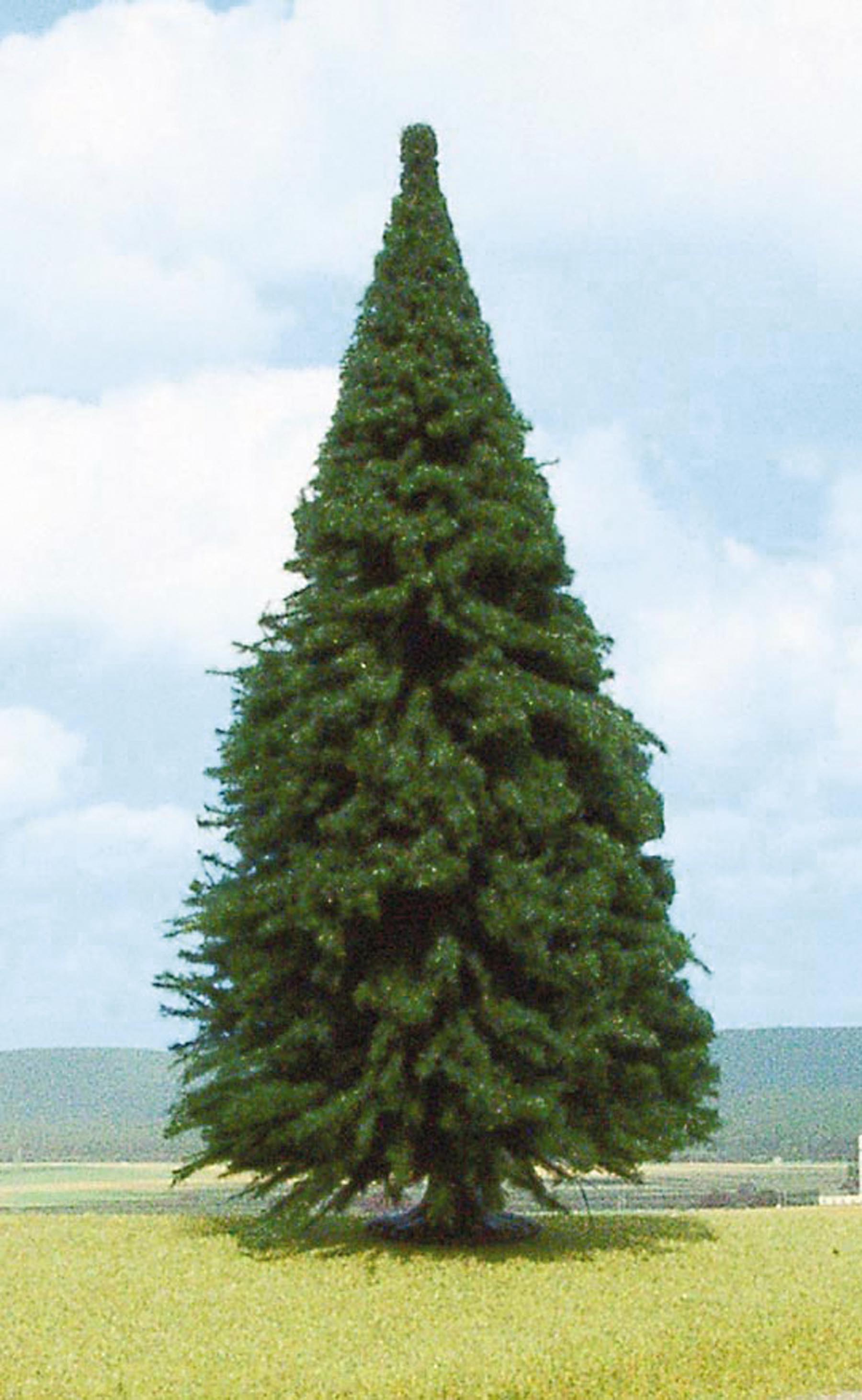 1 Tanne 30 cm von HEKI 1:87