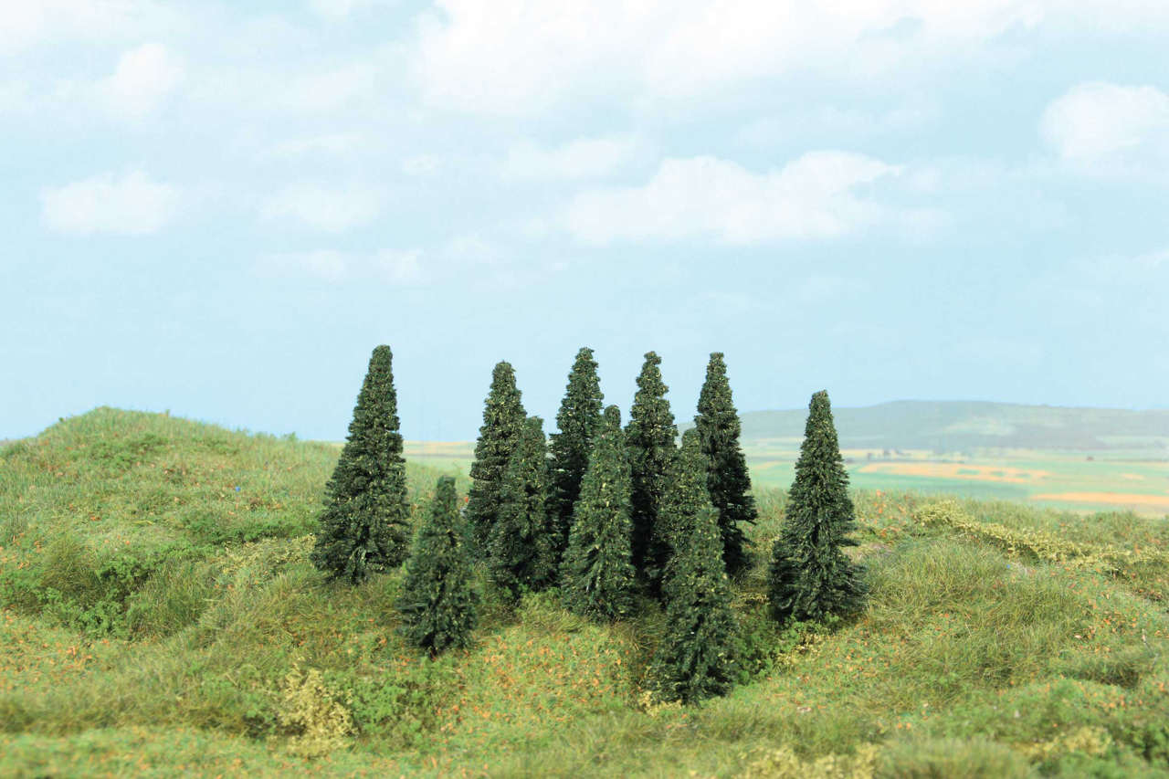 100 Stecktannen 5-7 cm-1