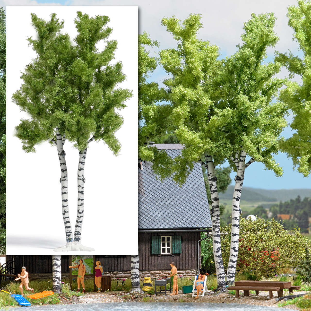 1 Doppelstamm-Birke 16,5 cm -1