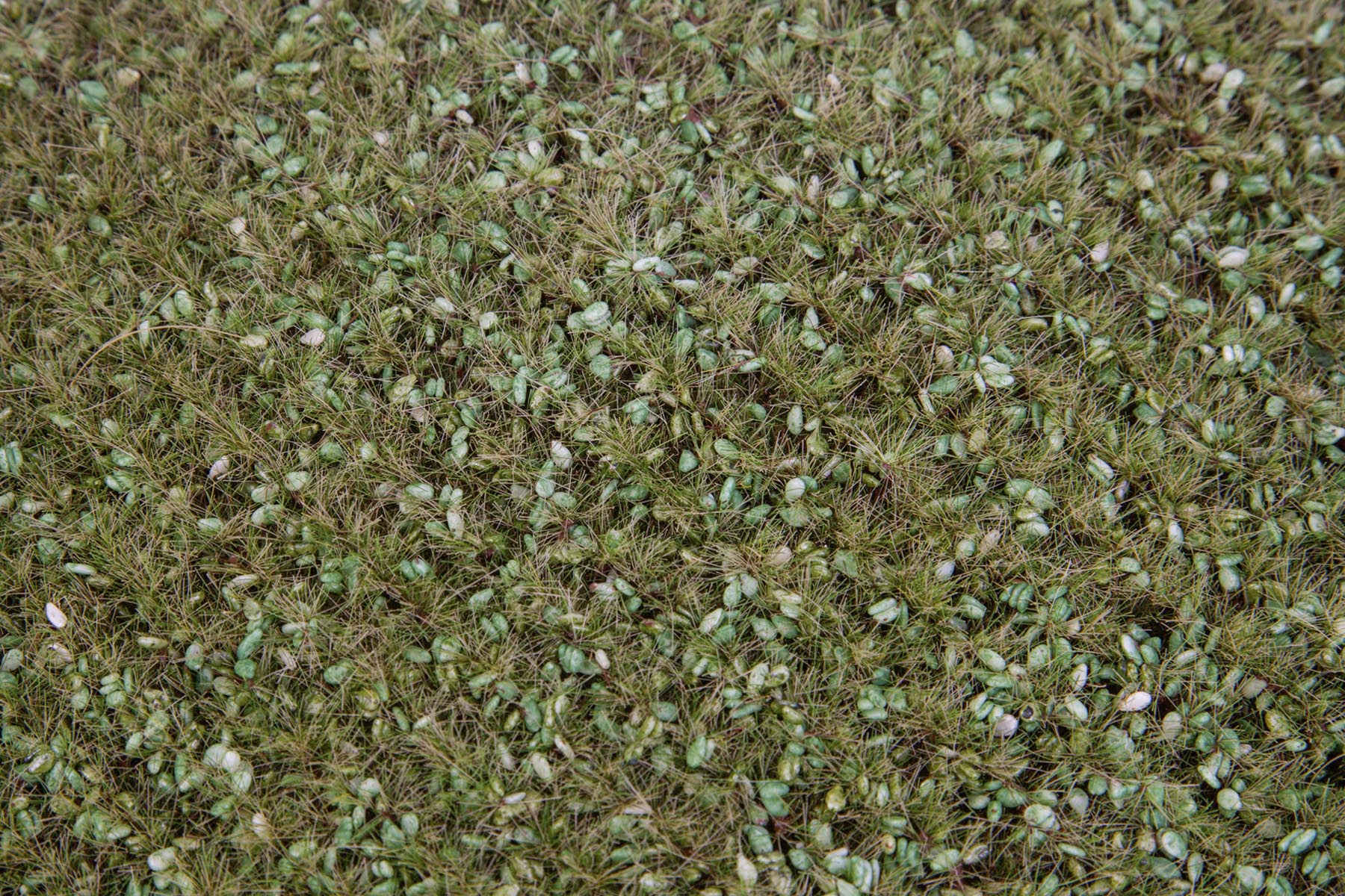 Ackerstreifen Modell von Gebr. Faller 1:87