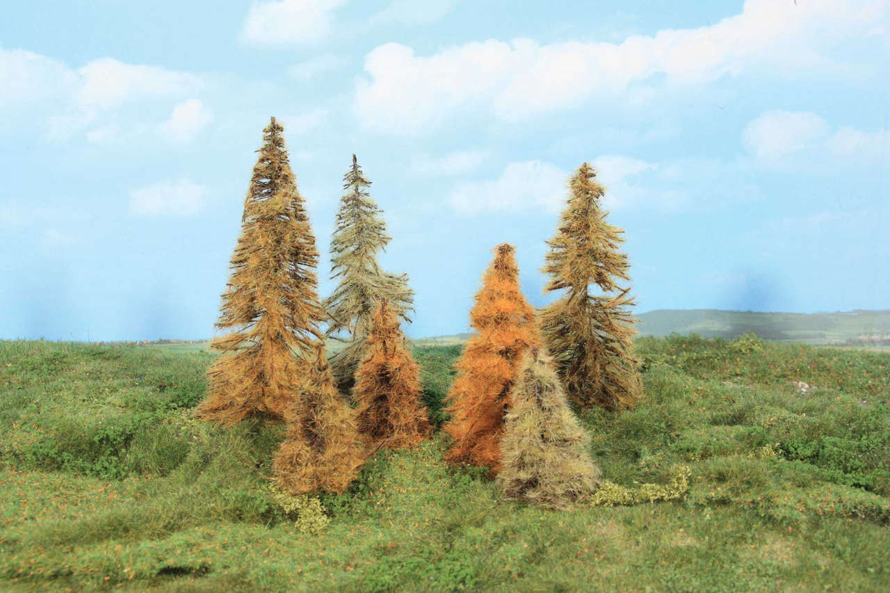 7 Lärchen Herbstlich 7-11 cm-1