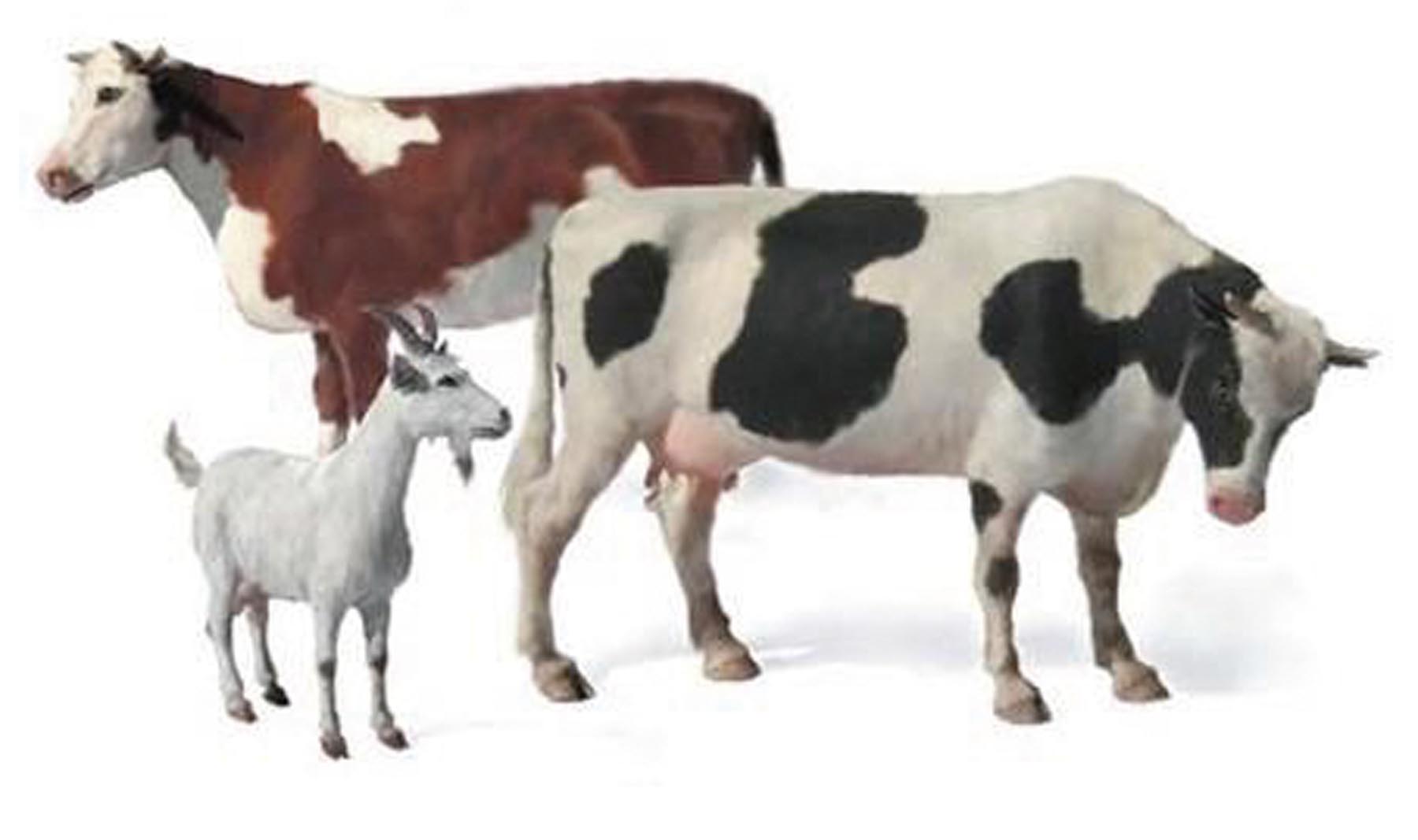 Zwei Kühe und ein Ziegenbock Modell von Master Box Ltd. 1:35