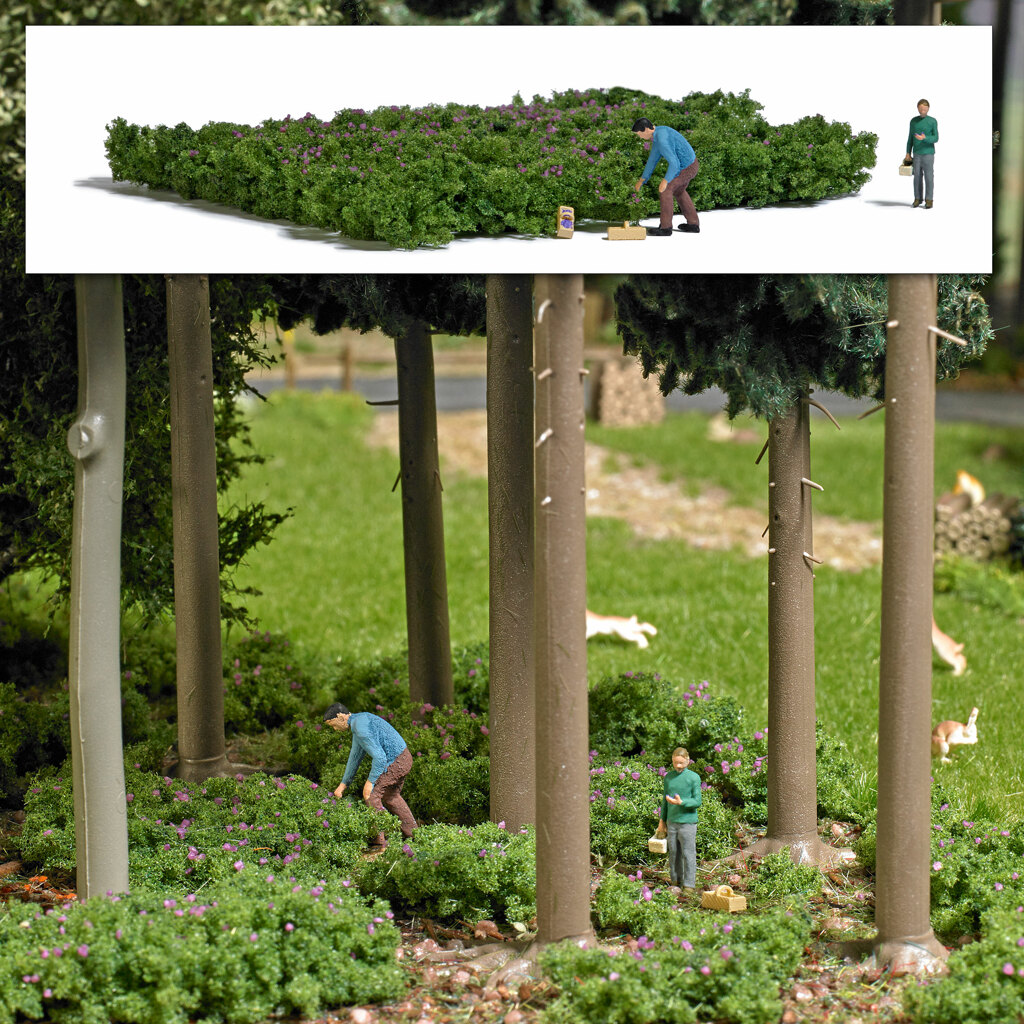 Waldheidelbeeren pflücken-1